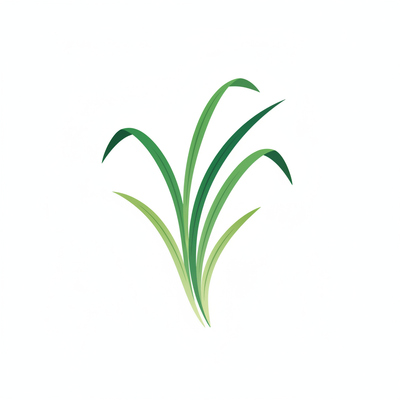 Lemongrass botanical illustration